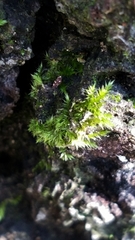 Sematophyllum adnatum