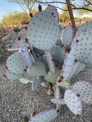 Opuntia chlorotica