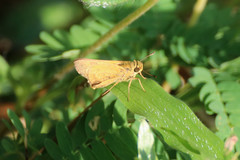 Parnara amalia
