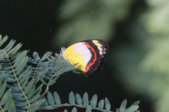 Delias aestiva