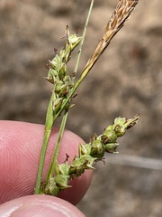 Carex triquetra