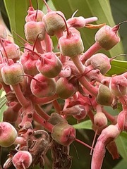 Cavendishia pubescens