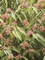 Cavendishia pubescens