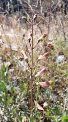 Penstemon azureus azureus