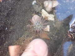Aulactinia incubans