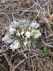 Astragalus gilviflorus