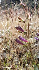 Penstemon azureus azureus