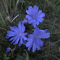 Cichorium intybus