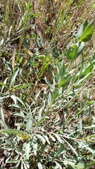 Penstemon azureus azureus