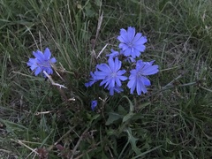 Cichorium intybus