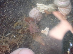 Aulactinia incubans