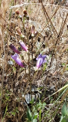 Penstemon azureus azureus