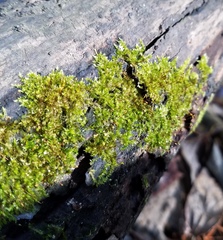 Sematophyllum adnatum
