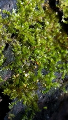 Sematophyllum adnatum