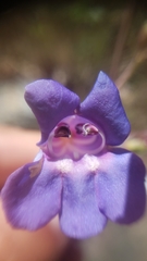 Penstemon azureus azureus