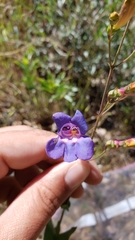 Penstemon azureus azureus