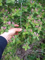 Lonicera