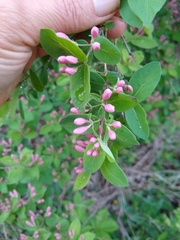 Lonicera