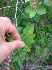 Lonicera