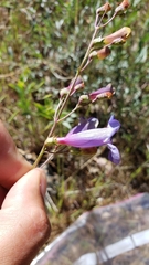 Penstemon azureus azureus