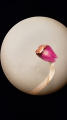 Penstemon azureus azureus