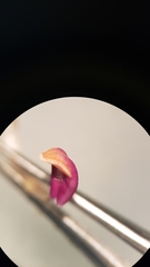 Penstemon azureus azureus