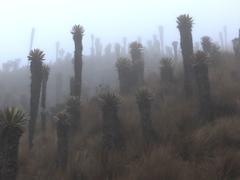 Espeletia hartwegiana