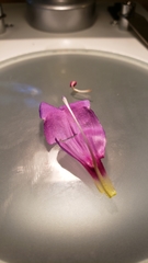 Penstemon azureus azureus