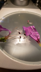 Penstemon azureus azureus