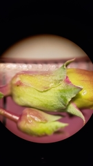 Penstemon azureus azureus