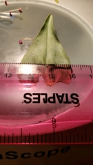 Penstemon azureus azureus