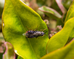 Odontomyia profuscata