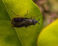Odontomyia profuscata