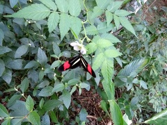 Heliconius erato