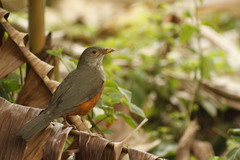 Turdus rufiventris