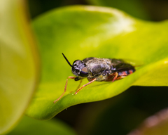 Odontomyia profuscata