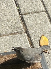 Dumetella carolinensis image