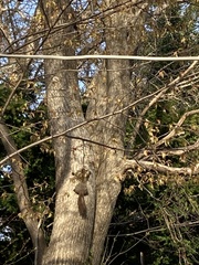 Sciurus vulgaris orientis