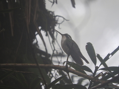 Lampornis viridipallens