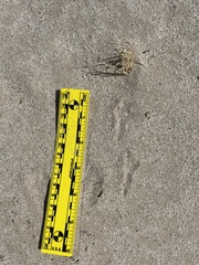 Zonotrichia leucophrys