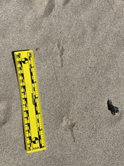 Zonotrichia leucophrys