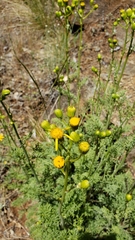 Packera eurycephala lewisrosei