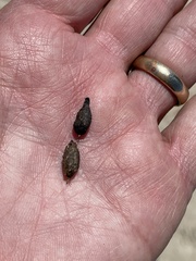 Xerospermophilus tereticaudus