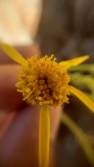 Packera eurycephala lewisrosei