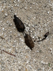 Xerospermophilus tereticaudus