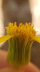 Packera eurycephala lewisrosei