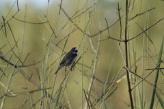 Sporophila caerulescens