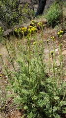 Packera eurycephala lewisrosei