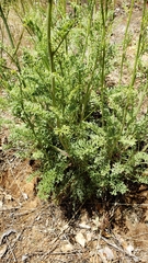 Packera eurycephala lewisrosei