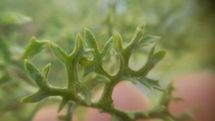 Packera eurycephala lewisrosei